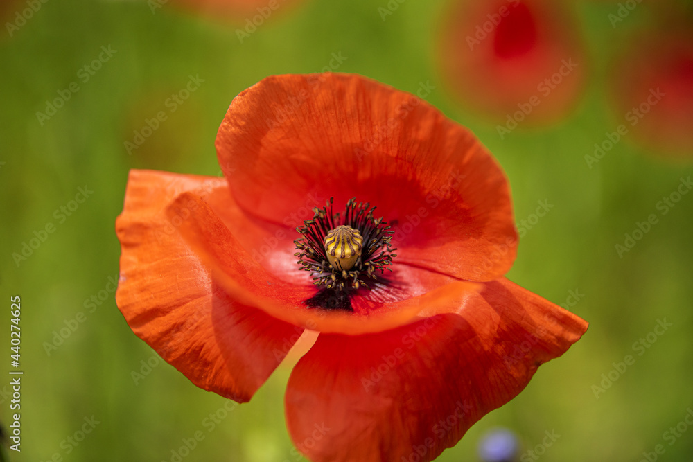Macro shot of a beautiful flower Papaver rhoeas poppy blossom. Macro shot of a beautiful flower Papaver rhoeas poppy blossom.
