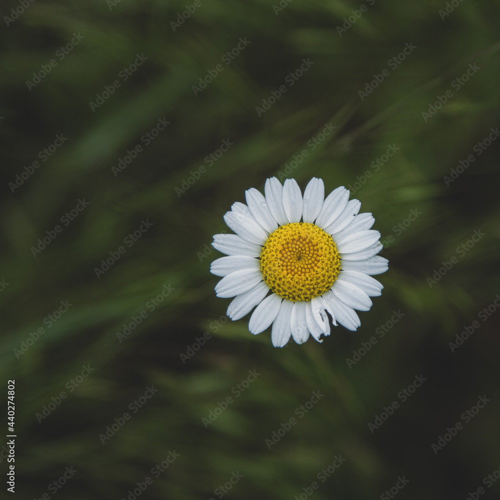 Wild chamomile