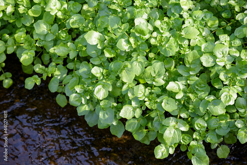 Foto Watercress thriving in the river in the wild