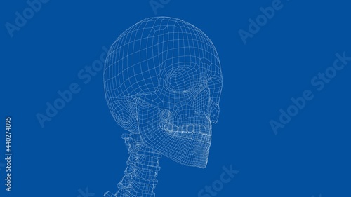 Human skeleton. Vector