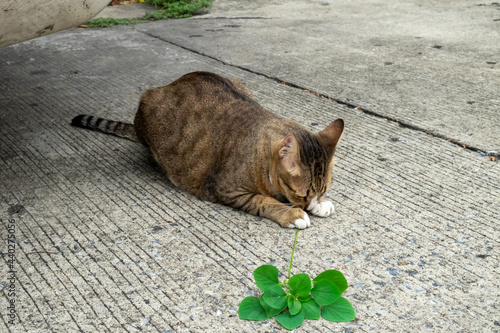 Tabby cat playing and eating Catnip tree.