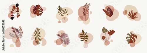 Vector abstract botanical compositions. Story highlights template. Earthy colors natural organic fluid shapes. Social media bohemian jungle exotic leaves design. Boho style foliage. Twigs illustration
