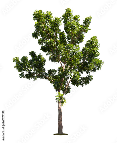 Beautiful green tree isolated on white.