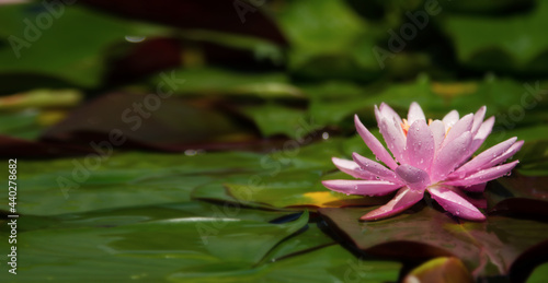 Pink lotus growing in the wild.