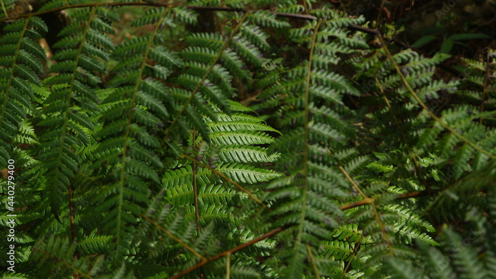 ferns that grow in tropical forests. Usually found in humid and fertile forest areas