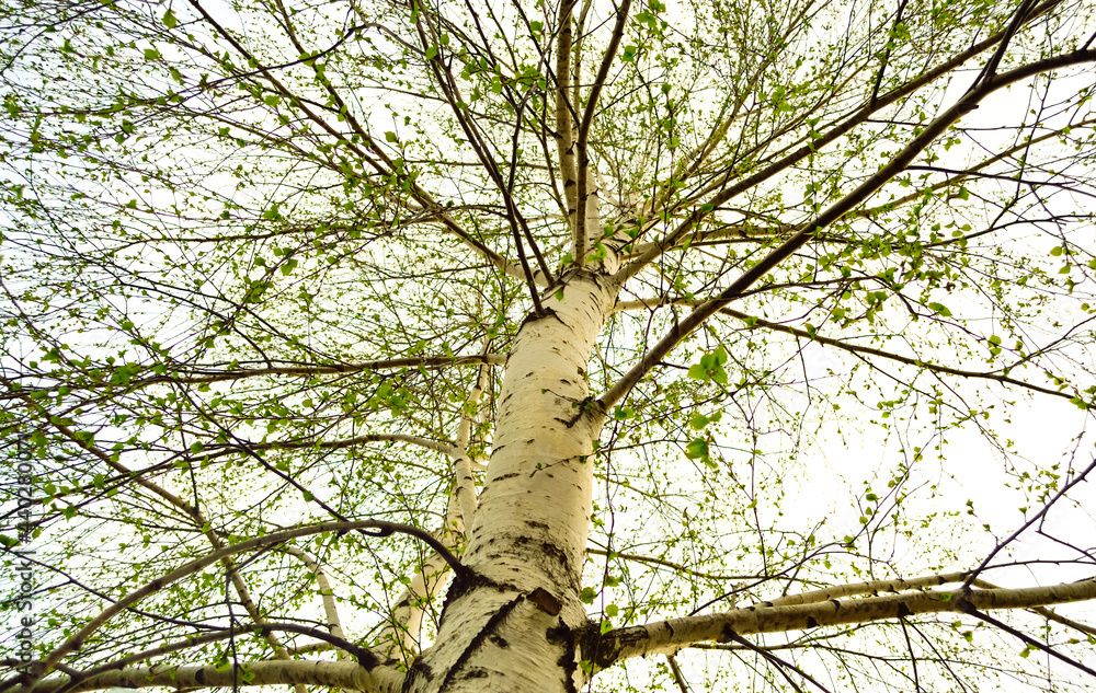 Fototapeta premium close-up - a bottom-up view of a high birch trunk with blossoming young leaves