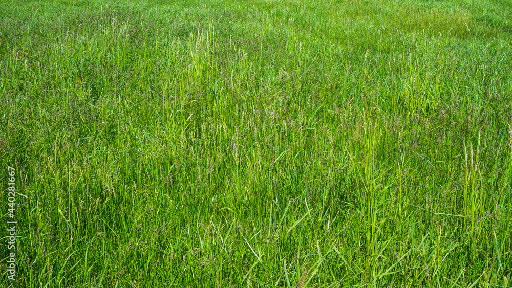 sattes grünes Gras auf der Wiese sattes grünes Gras auf der Wiese
