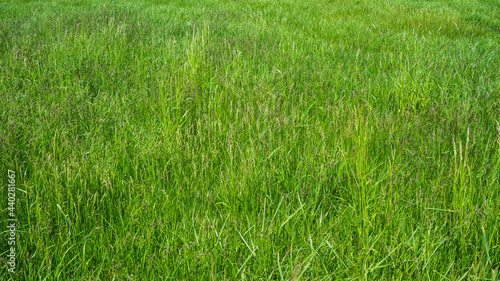 sattes grünes Gras auf der Wiese © hhandi77