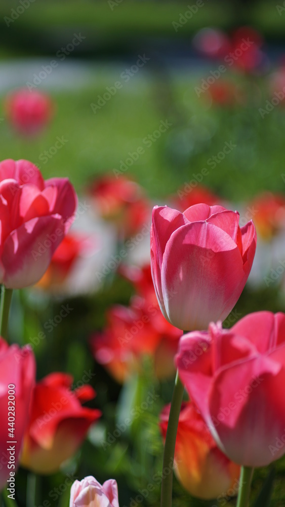 red tulips in the garden red tulips in the garden