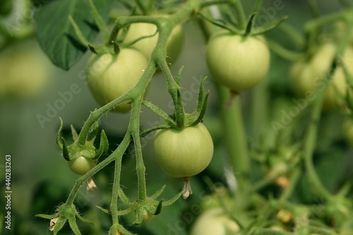 Tomato unripe fruit, green tomatoes, unripe vegetables closeup. Food growing. 