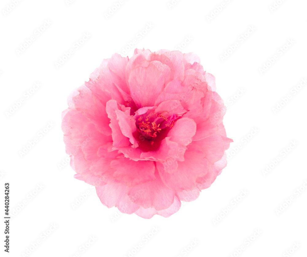 Pusley flower isolated on white background Pusley flower isolated on white background