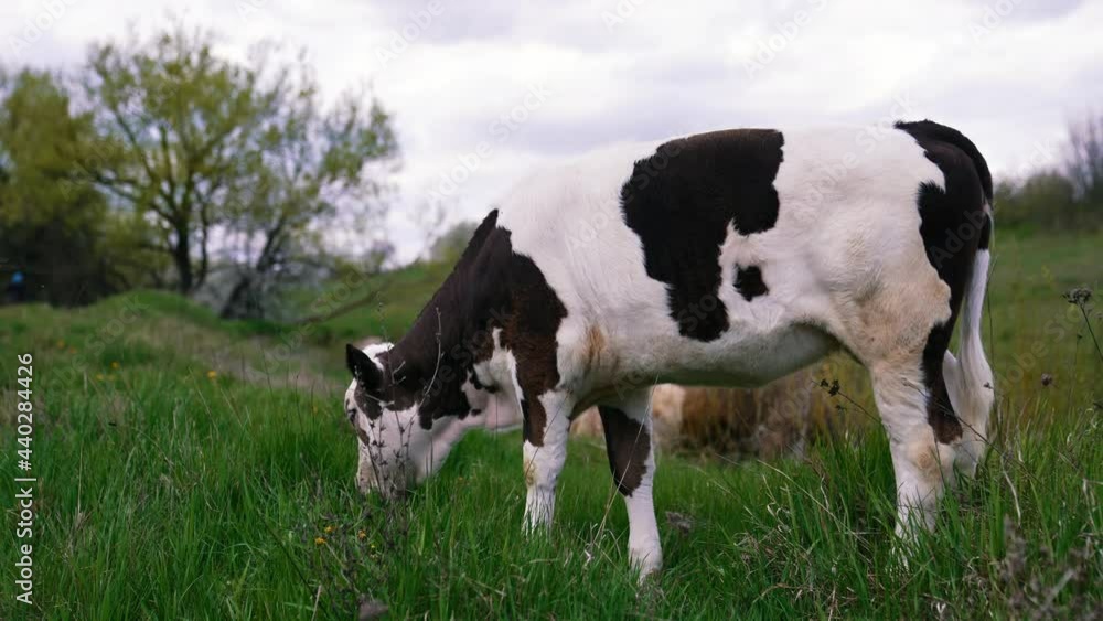 White and black calf eating grass on pasture. Amazing small cow grazing on the beautiful green meadow. White and black calf eating grass on pasture. Amazing small cow grazing on the beautiful green meadow.