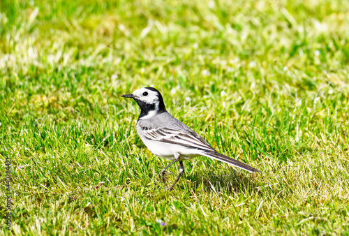 Close up of a wagtail, motacilla alba. Bird sits on a green meadow. Songbird with black, gray and white plumage.