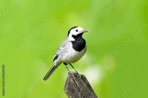 Close up of a wagtail, motacilla alba. Bird sitting on a wooden fence with green meadow in the background. Songbird with black, gray and white plumage