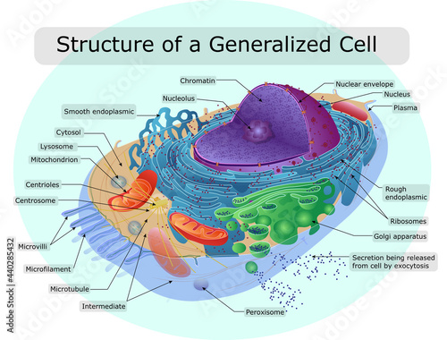 The structure of the human cell photo
