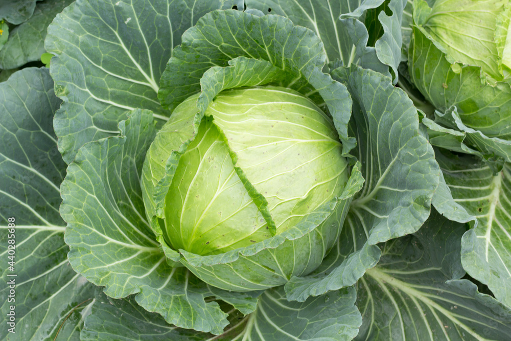 Fototapeta premium cabbage in the garden
