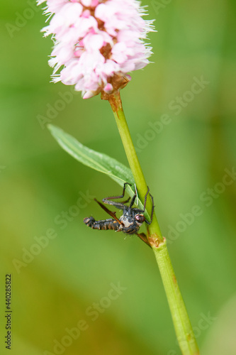 Fliegentöter (Entomophthora muscae, Syn.: Empusa muscae) 
