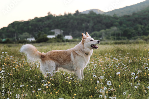 Half breed white Swiss Shepherd dog stands in green chamomile field and stares intently ahead. Dog walks in park in clearing among wild flowers and grass. Beautiful photo of white dog for calendar.