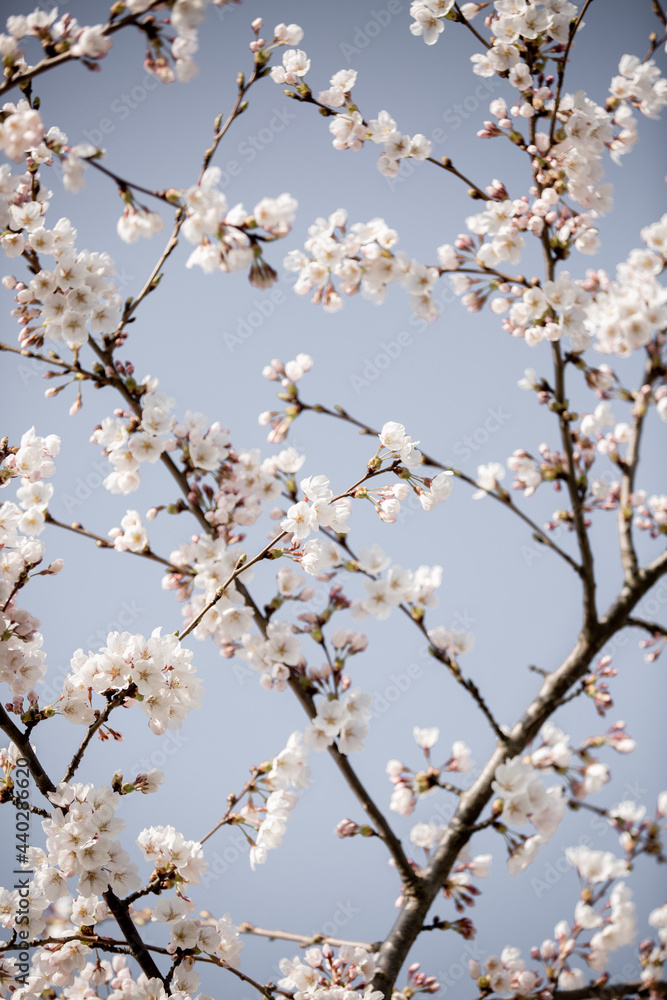 Spring Tree white cherry blossom Spring Tree white cherry blossom