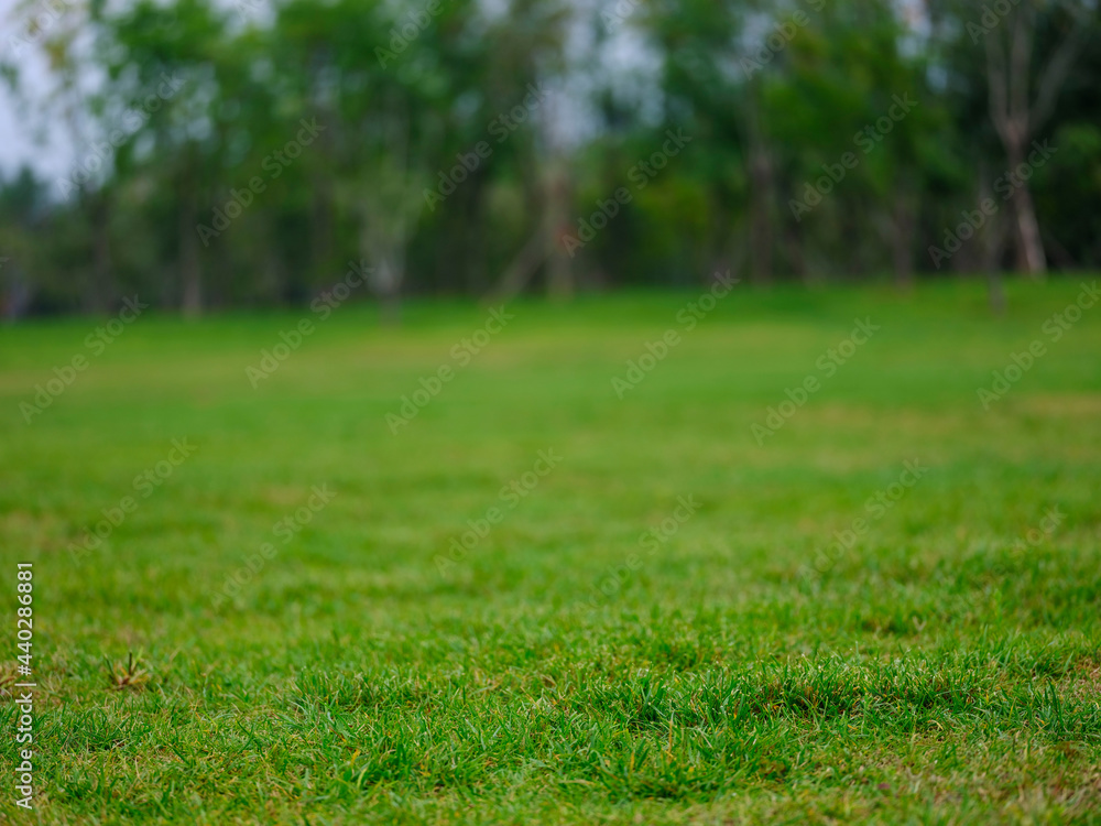 Photo of A meadow in the park