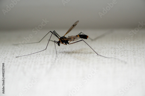 Macro shot of the mosquito sitting on a white surface. 