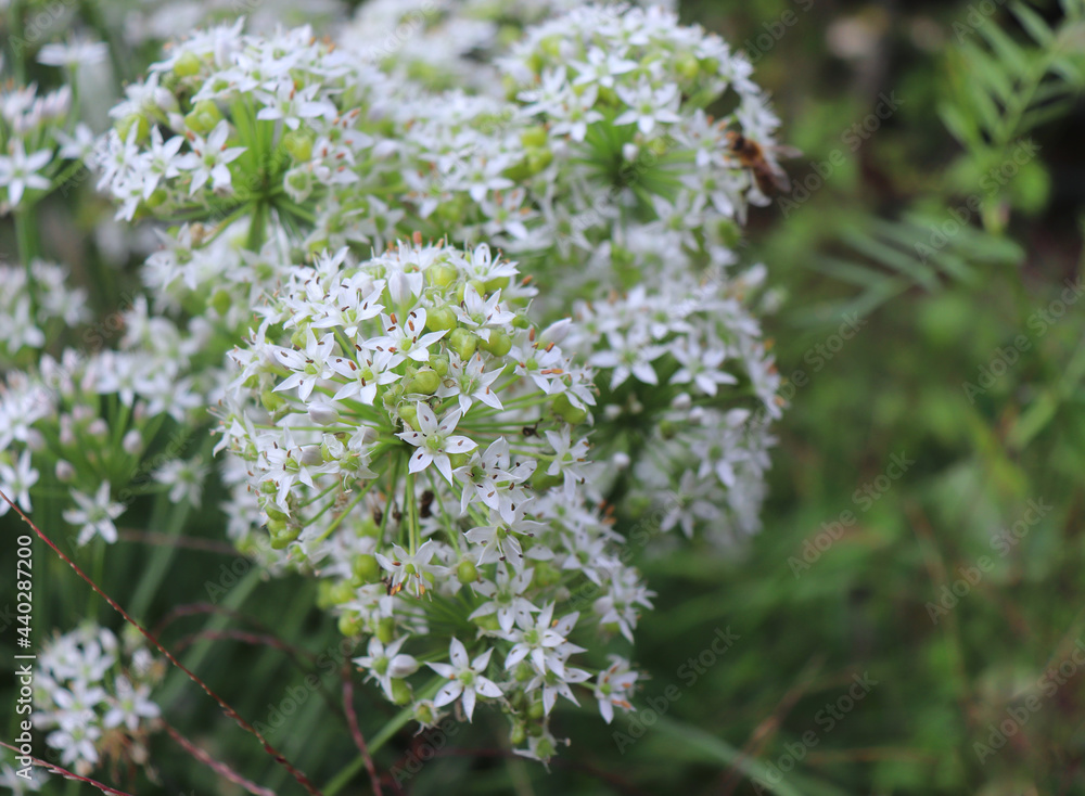 Closeup of white flowers of the garlic chives, Allium tuberosum. Medicinal plants, herbs in the organic garden. Blurred background. Closeup of white flowers of the garlic chives, Allium tuberosum. Medicinal plants, herbs in the organic garden. Blurred background.