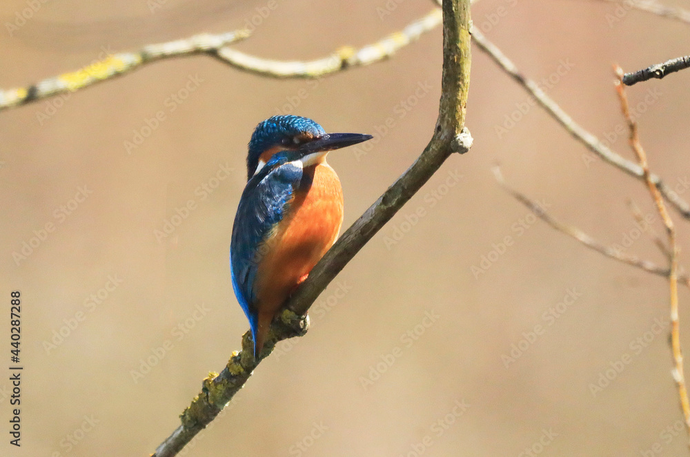 Fototapeta premium A Common Kingfischer (alcedo atthis) in the Reed, Heilbronn, Germany