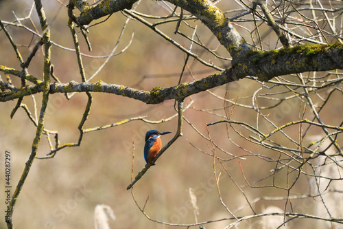 A Common Kingfischer (alcedo atthis) in the Reed, Heilbronn, Germany photo