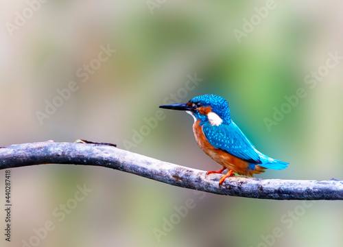 A Common Kingfisher (alcedo atthis) in the Reed, in Heilbronn, Germany