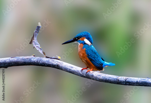A Common Kingfisher (alcedo atthis) in the Reed, in Heilbronn, Germany © Marc Stephan