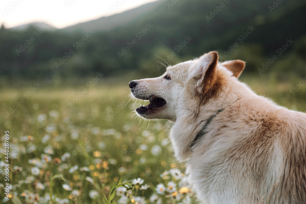Charming non pedigreed dog lies in chamomile field and stares intently ahead with its large brown eyes. Mestizo white Swiss Shepherd portrait in profile close up on green blurred background. Charming non pedigreed dog lies in chamomile field and stares intently ahead with its large brown eyes. Mestizo white Swiss Shepherd portrait in profile close up on green blurred background.