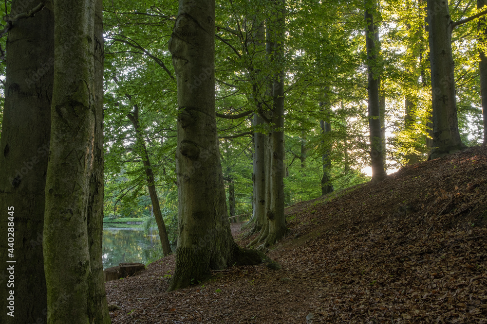 Naklejka premium Walking through the woods