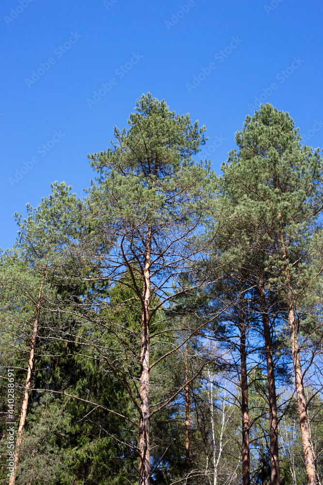 Fototapeta premium Beautiful pine trees against the blue sky