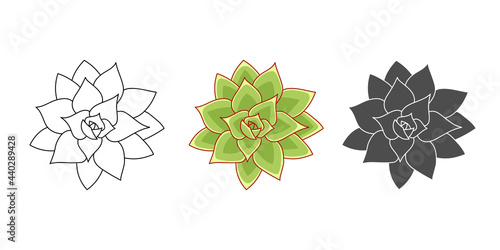 Set succulent echeveria agavoides - color green, doodle, simple. Collection isolated element on white background. Home plant for print and design. Desert flower hand drawn, vector illustration