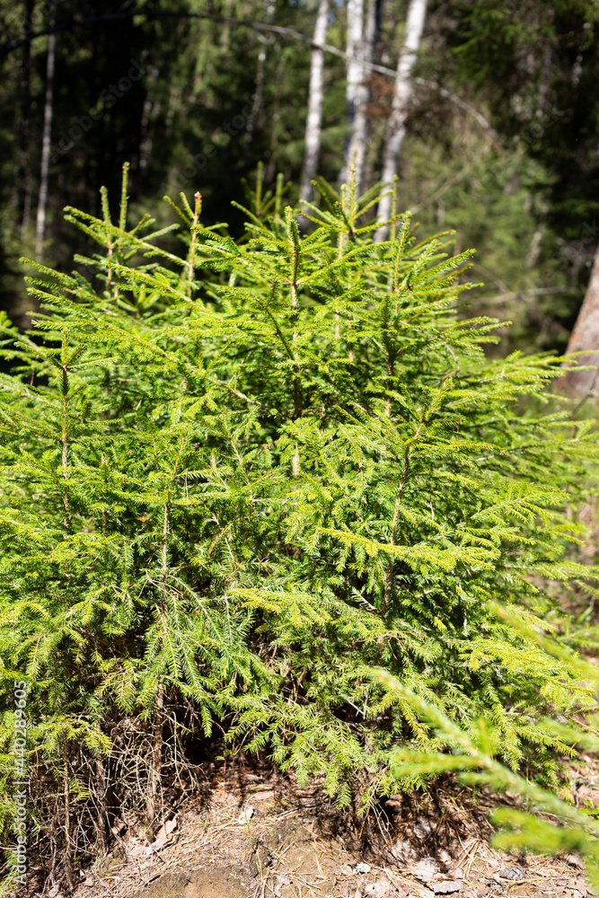 Fototapeta premium young Christmas trees grow in the forest on a sunny day