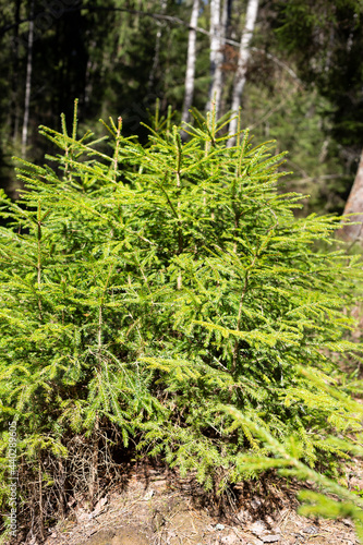 young Christmas trees grow in the forest on a sunny day