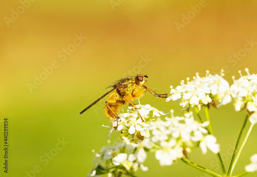 Yellow dung fly, Scathophaga stercoraria. Close up of a fly on a white flower. Natural background. photo