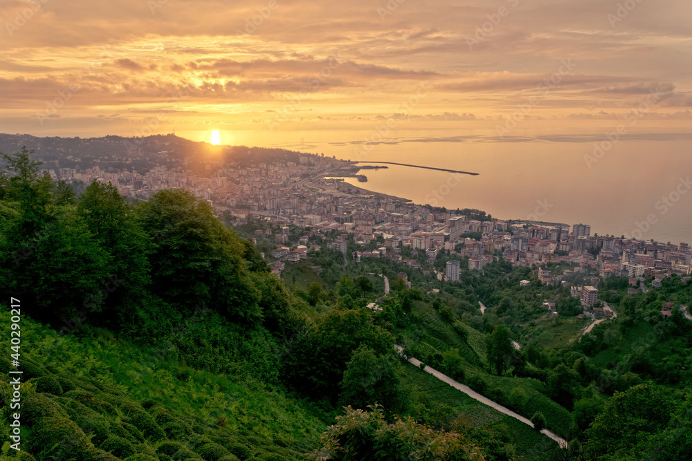 Fototapeta premium Tea plantation in the evening sun. Rize city in Turkey