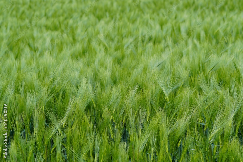 Obraz premium Green, unripe barley. Grain field with green barley as a background.
