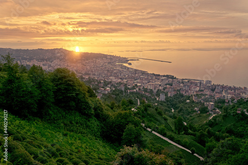 Tea plantation in the evening sun. Rize city in Turkey