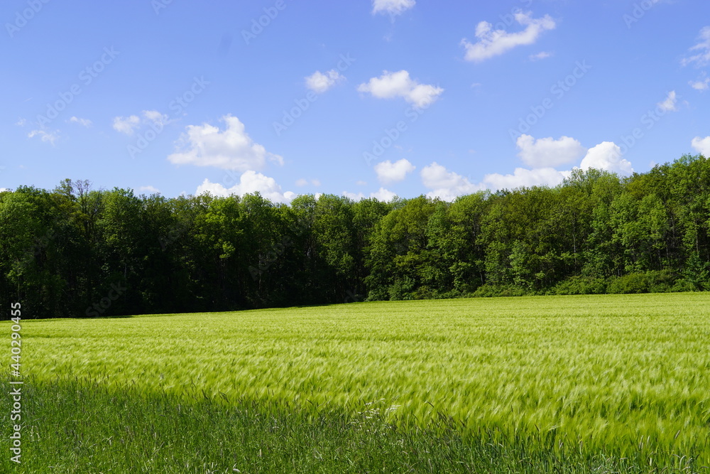 Green barley field in front of a forest. Agricultural field with grain. Nature with field and forest on a sunny day.