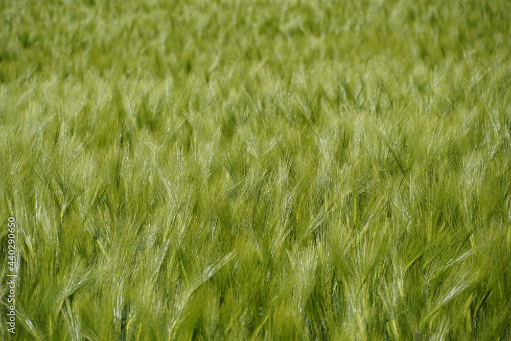 Green, unripe barley. Grain field with green barley as a background. Green, unripe barley. Grain field with green barley as a background.