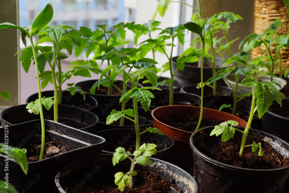 The window in the apartment is filled with seedlings of garden plants. Young tomatoes and melons.