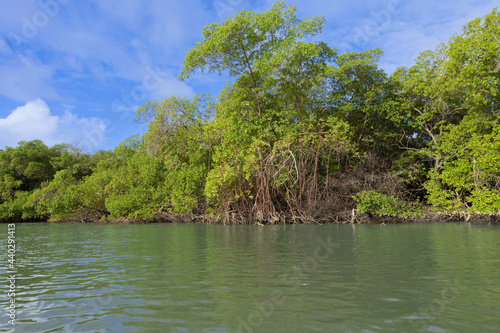 Fototapeta Naklejka Na Ścianę i Meble -  Vista sulla mangrovia.