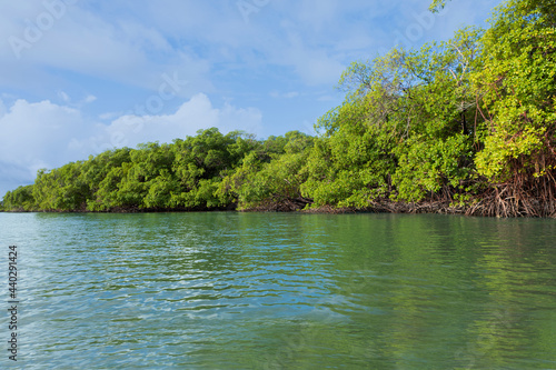 Giochi di riflessi tra mangrovia e acqua.