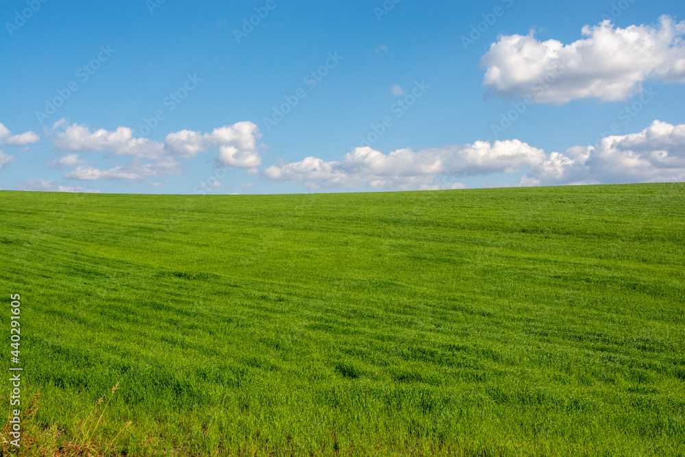 牧草畑と青空
