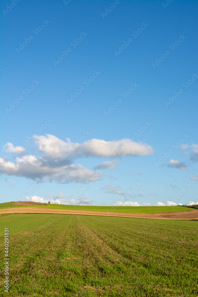 緑の畑作地帯と青空
