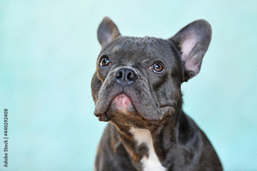 Portrait of black French Bulldog dog in front of teal background
