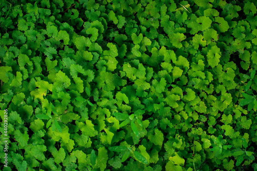 Obraz premium Green grass background, top view. Green background of plants