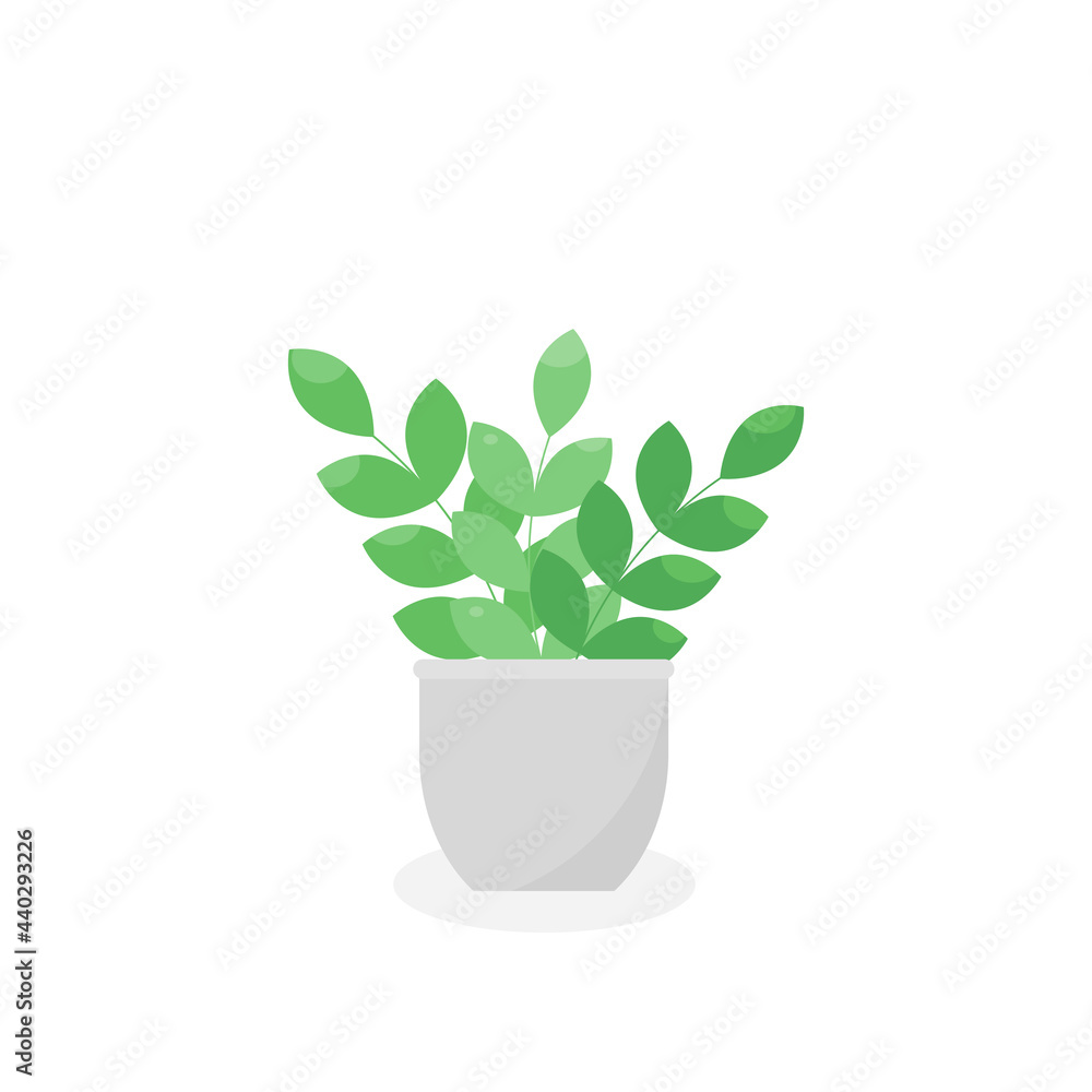 This is a houseplant isolated on a white background. This is a houseplant isolated on a white background.